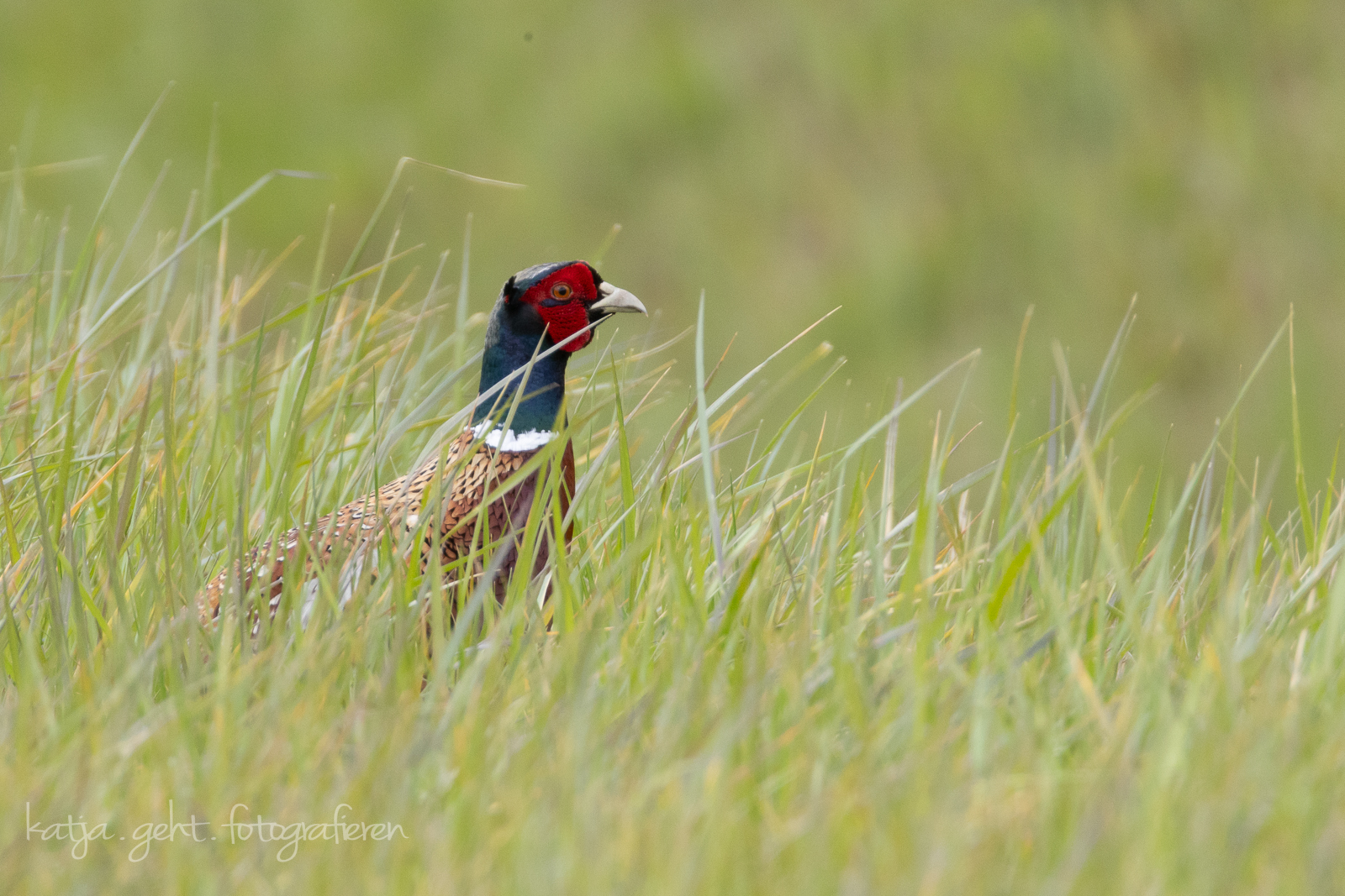 Wildlifefotografie - Ein Fasanenhahn steht in hohem Gras auf einer Wiese, man sieht nur seinen Oberkörper und den Kopf