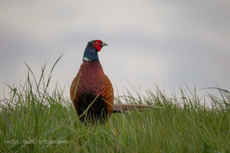 Wildlifefotografie - Ein Fasanenhahn steht auf einer Wiese und schaut sich um, sein Revier immer im Blick.