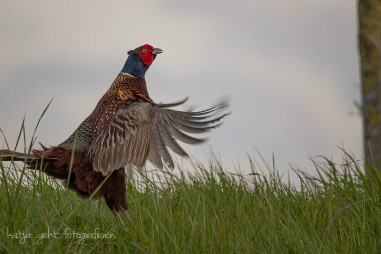 Wildlifefotografie - Ein Fasanenhahn steht in hohem Gras und schlägt mit den Flügeln, wie er es während und mit seinem Ruf immer macht