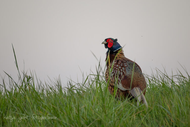 Wildlifefotografie - Ein Fasanenhahn steht in hohem Gras und schaut zurück, sein Revier immer im Blick