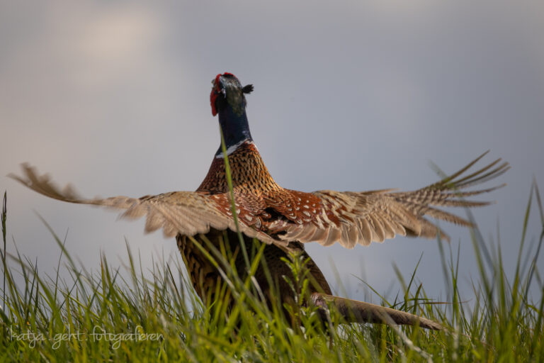Wildlifefotografie - Ein Fasanenhahn steht in hohem Gras und schlägt mit den Flügeln, wie er es während und mit seinem Ruf immer macht