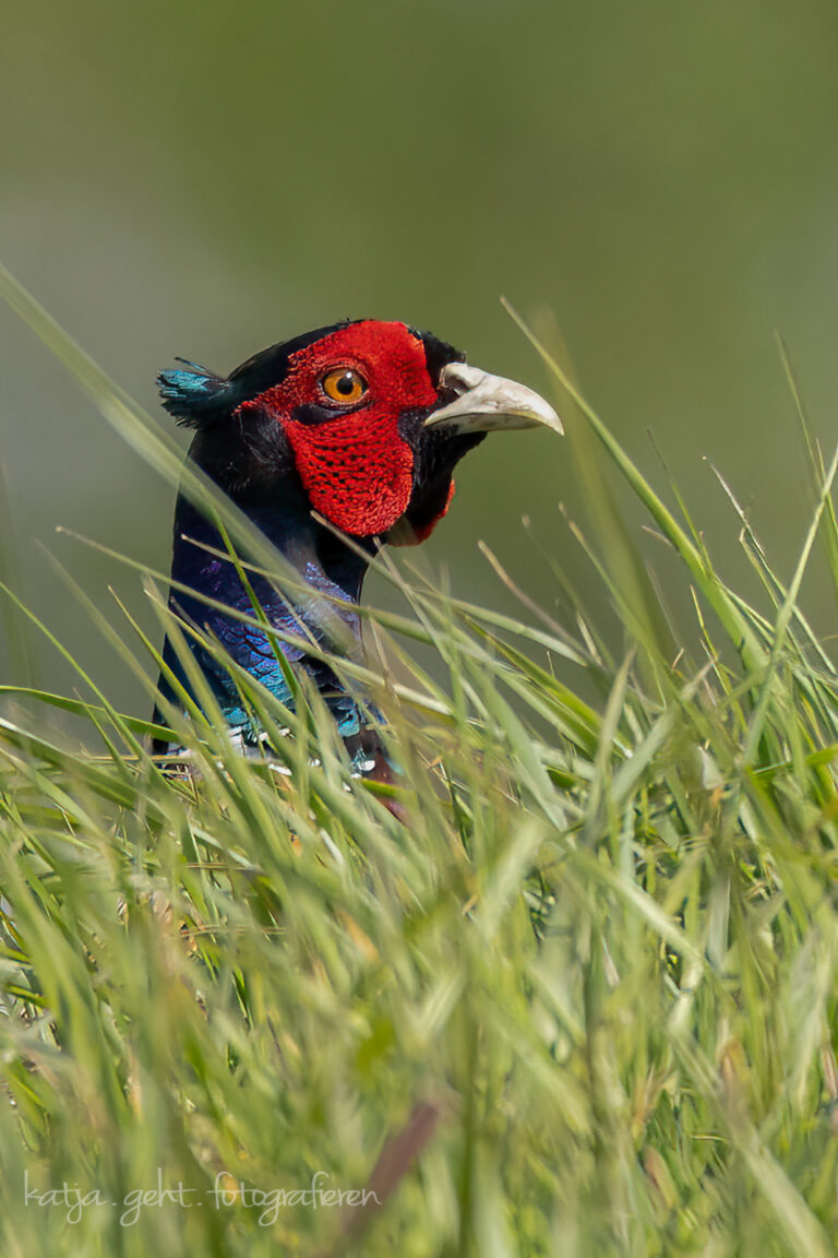 Wildlifefotografie - Das Gras war schon so hoch, dass der Jagdfasan sich strecken musste um die Umgebung im Blick zu behalten.