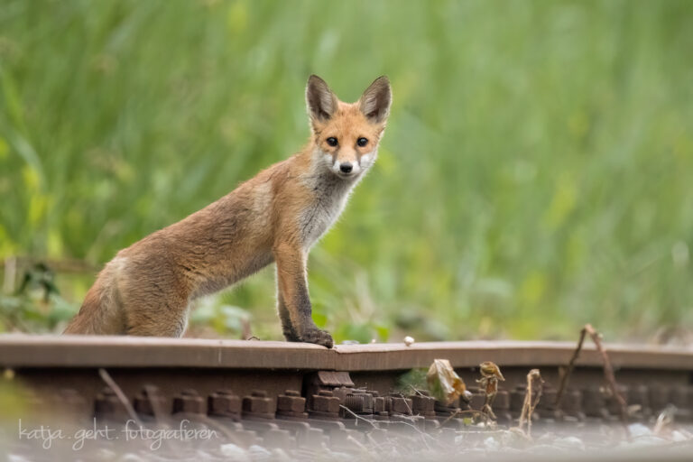 Wildlifefotografie - Ein Jungfuchs steht mit den Vorderpfoten auf den Gleisen und schaut neugierig in meine Richtung.