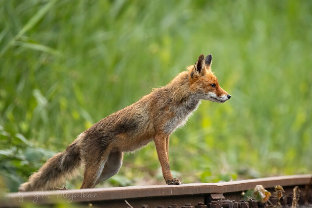 Wildlifefotografie - Fuchsfähe steht an Gleisen mit den Vorderpfoten auf den Gleisen und prüft die Lage.