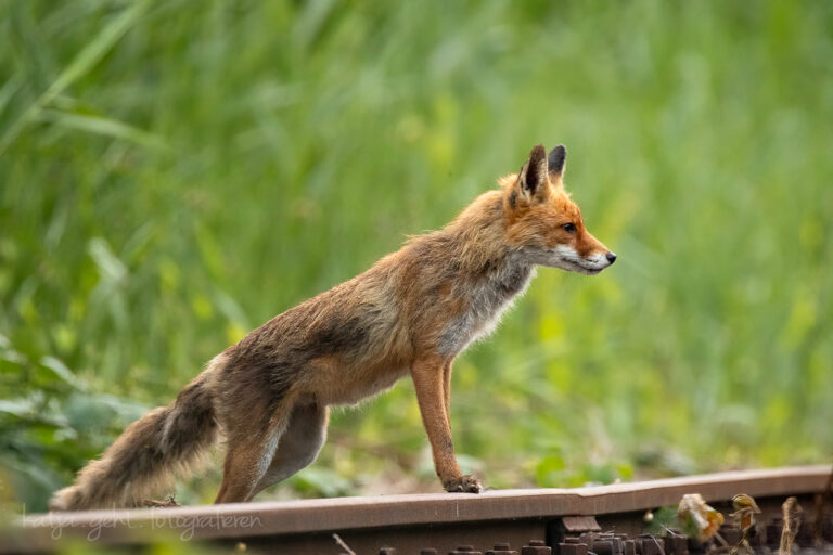 Wildlifefotografie - Fuchsfähe steht an Gleisen mit den Vorderpfoten auf den Gleisen und prüft die Lage.