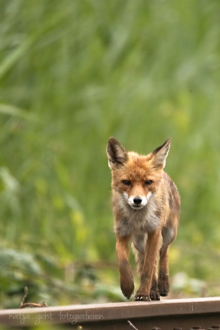 Wildlifefotografie - Fuchsfähe läuft auf Gleisen auf mich zu, sie hat einen grimmigen Blick.
