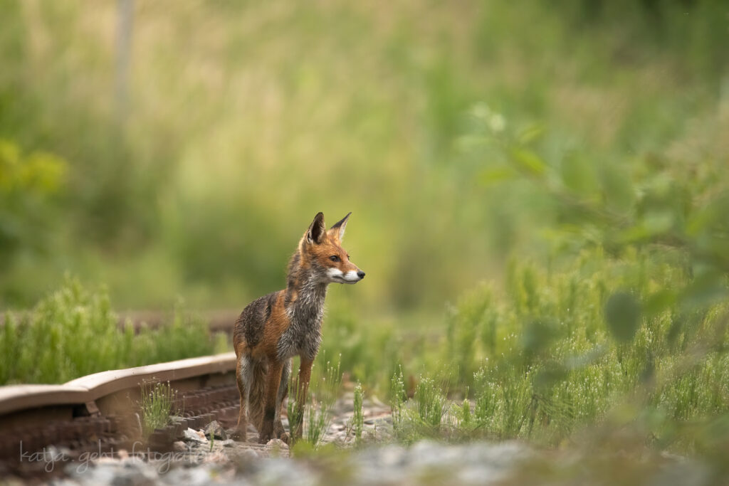 Wildlifefotografie - Eine Fuchsfähe steht neben den Gleisen und schaut ob die Luft rein ist für ihre Kinder.
