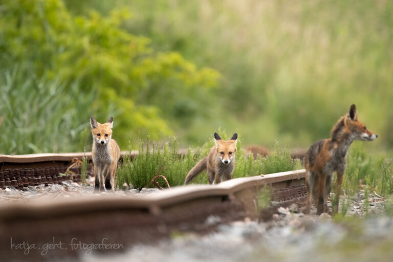 Wildlifefotografie - in der Mitte stehen 2 Jungfüchse im Gleisbett, links neben den Gleisen steht die Fuchsfähe und im Hintergrund, kaum zu sehen ist der dritte Jungfuchs.