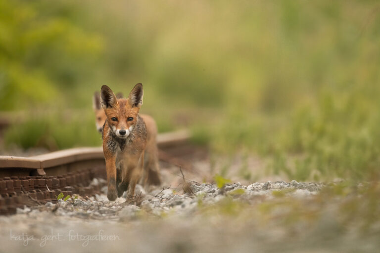 Wildlifefotografie - Eine Fuchsfähe läuft rechts neben den Gleisen in meine Richtung, im Hintergrund sieht man ein Jungfuchs.