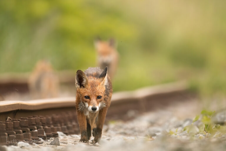 Wildlifefotografie - Eine Fuchsfähe läuft rechts neben den Gleisen in meine Richtung, im Hintergrund sieht man ein Jungfuchs.