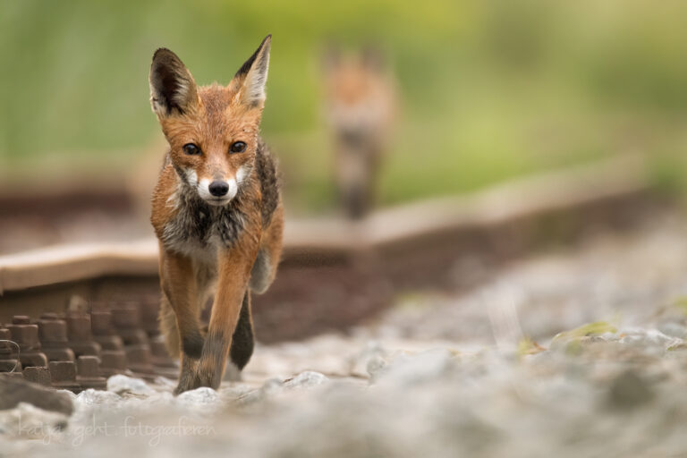 Wildlifefotografie - Eine Fuchsfähe läuft rechts neben den Gleisen in meine Richtung, im Hintergrund sieht man ein Jungfuchs.