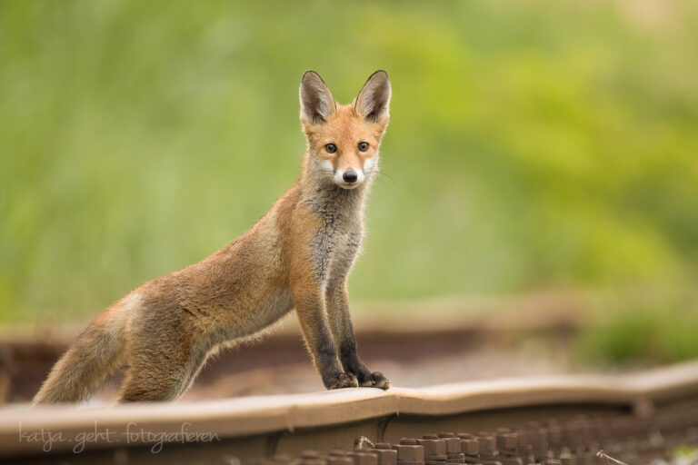 Wildlifefotografie - Jungfuchs steht mit den Vorderpfoten auf den Gleisen und schaut neugierig in meine Richtung.