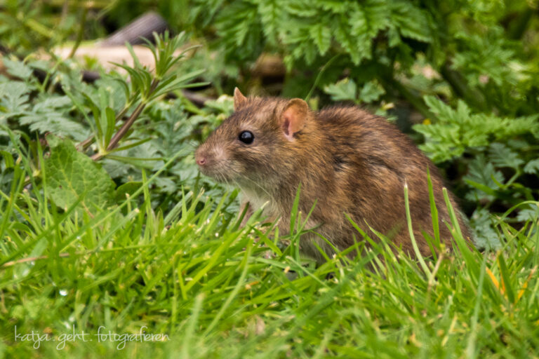 Wildlifefotografie - eine Wanderratte sitzt in der Wiese und schaut sich neugierig um.