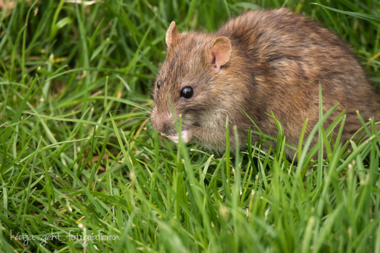 Wildlifefotografie - eine Wanderratte sitzt in der Wiese und putzt sich.