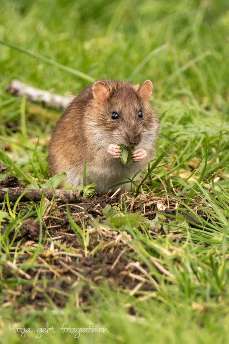 Wildlifefotografie - eine Wanderratte knabbert an einem Blatt