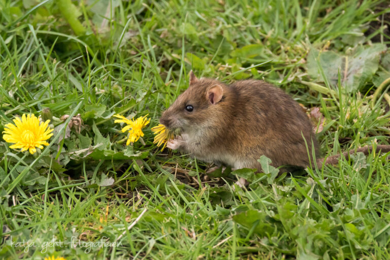 Wildlifefotografie - eine Wanderratte lässt sich eine Löwenzahnblüte schmecken.
