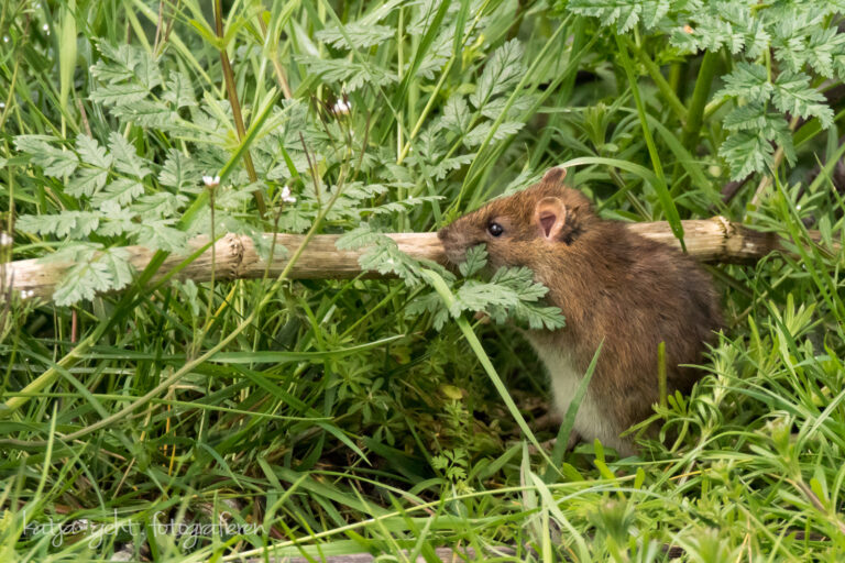 Wildlifefotografie - eine Wanderratte sitzt auf einer Wiese und schaut neugierig über einen Stock.