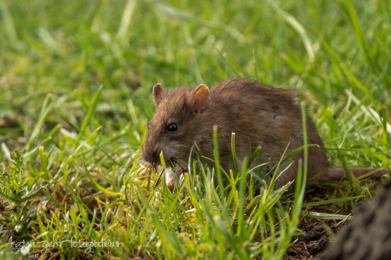 Wildlifefotografie - Eine Wanderratte läuft durch eine Wiese auf einem Service in England.