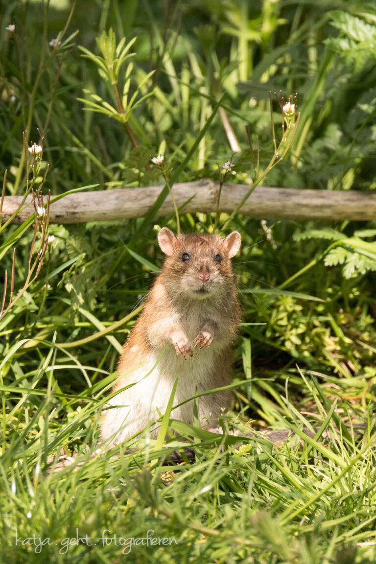 Wildlifefotografie - eine Wanderratte steht vor ihrem Eingang und schaut ob die Luft rein ist.