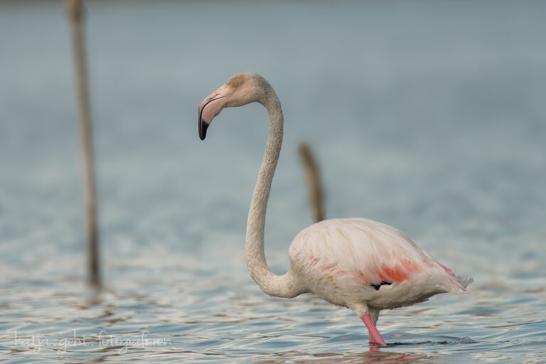 Wildlifefotografie - ein Flamingo steht im Wasser in Südfrankreich in der Camarque im Wasser.