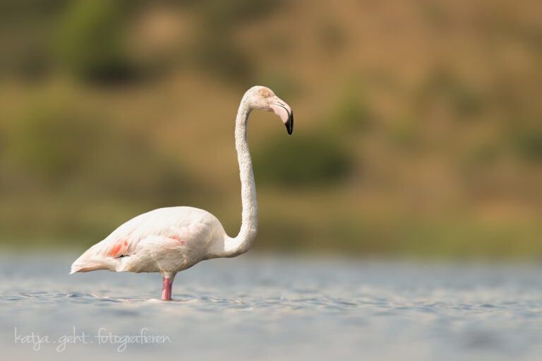 Wildlifefotografie - ein Flamingo steht in einem Etang und schaut von links nach rechts.