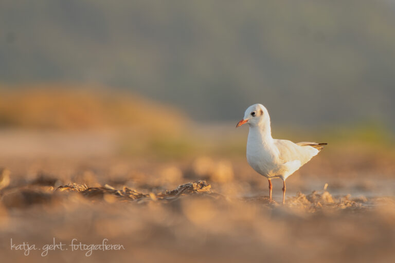 Wildlifefotografie - eine weitere Lachmöwe an einem Etang in Südfrankreich in der untergehenden Abendsonne.