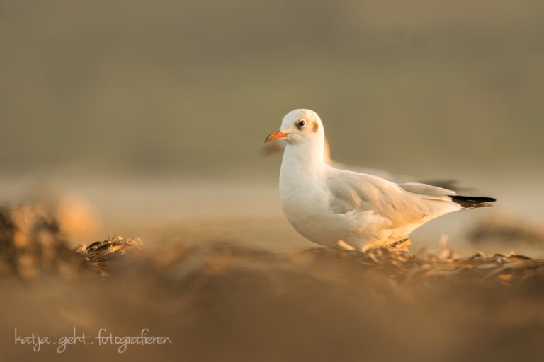 Wildlifefotografie - eine Lachmöwe steht am Strand eines Etangs, im Hintergrund sieht man schemenhaft eine zweite Lachmöwe, Ton in Ton.