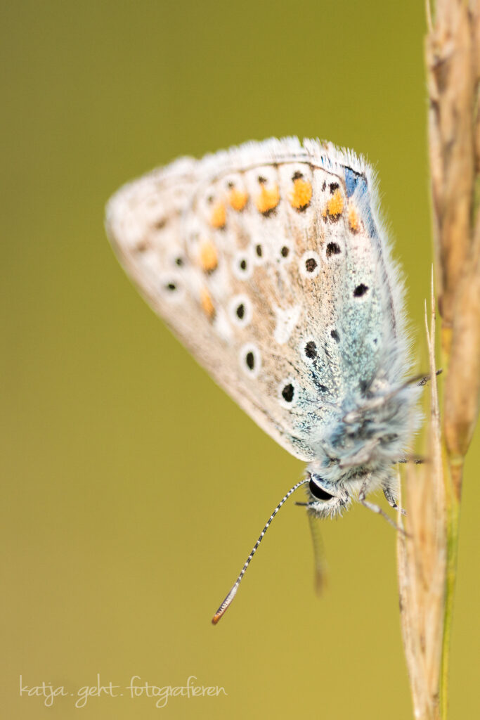 Makrofotografie - Schmetterling, ein Hauhechelbläuling mit geschlossenen Flügeln auf einem Grashalm Kopfüber.