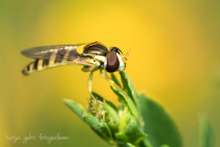 Makrofotografie - eine gewöhnliche Langbauchschwebefliege sitzt auf einer Pflanze, es gibt einen schönen gelben Hintergrund.