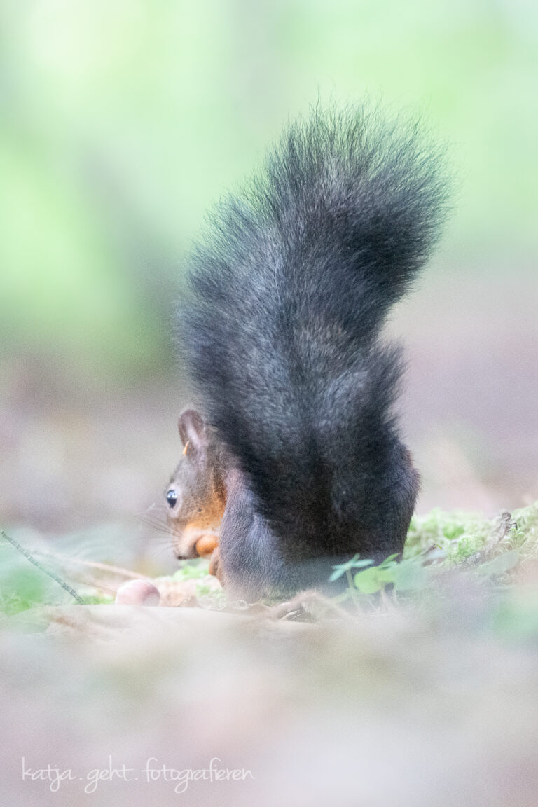 Wildlifefotografie - ein Eichhörnchen sitzt auf dem Waldboden, man sieht es nur von hinten, der Büschel steht im Vordergrund.