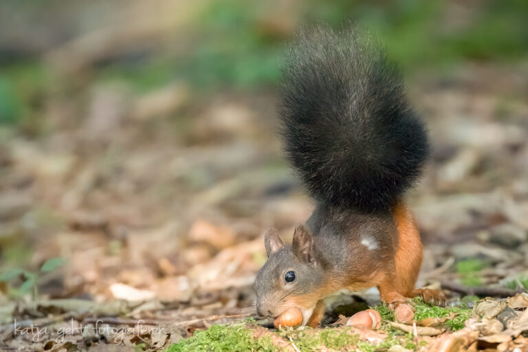 Wildlifefotografie - ein Eichhörnchen schnappt sich eine Nuss vom Boden.