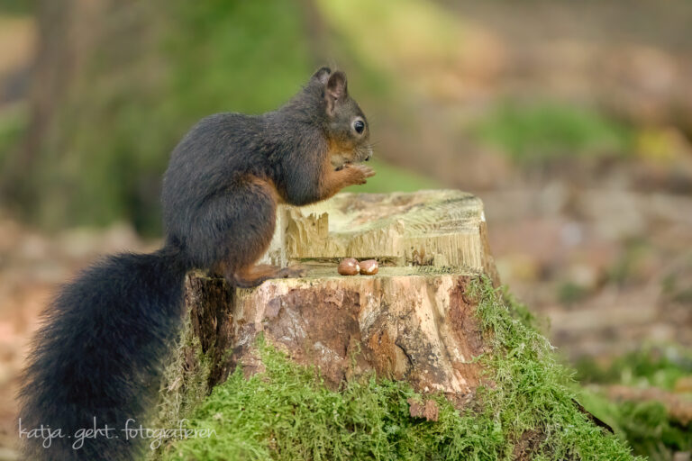 Wildlifefotografie - ein dunkles Eichhörnchen sitzt auf einem mit Moos bedecktem Baumstumpf und lässt sich eine Nuss schmecken