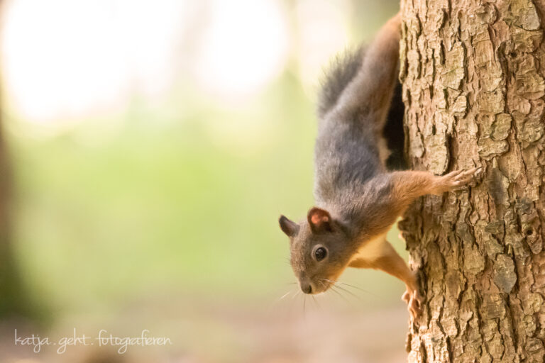 Wildlifefotografie - ein Eichhörnchen hängt Kopfüber an einem Baum und schaut neugierig