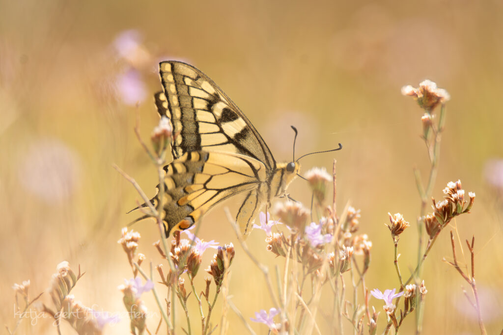 Makrofotografie - ein Schwalbenschwanz sitzt auf einer Blume in Südfrankreich. Der Hintergrund ist Ton in Ton mit dem Schmetterling, die Blüten schimmern leicht in Lila durch.