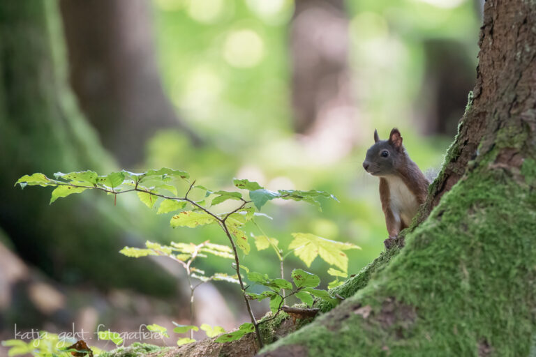 Wildlifefotografie - ein Eichhörnchen schaut hinter einer Baumwurzel hervor