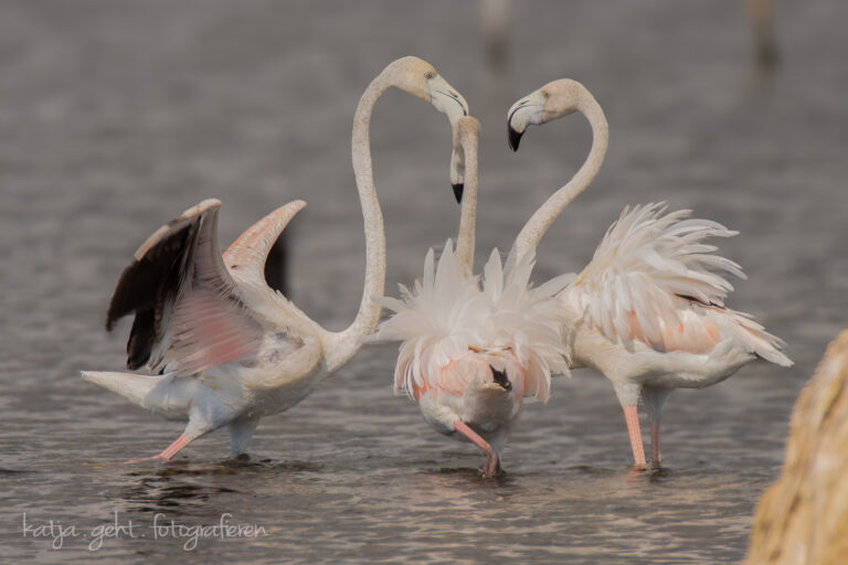 Wildlifefotografie - Flamingos im Klintsch, in Südfrankreich in der Camarque sieht man viele Flamingos, hier haben 3 Stück ein Streitgespräch.