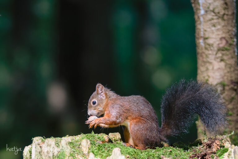Wildlifefotografie - ein dunkles Eichhörnchen sitzt auf einem mit Moos bedecktem Baumstumpf und prüft eine Nuss (die Hauptbeschäftigung der Eichhörnchen)