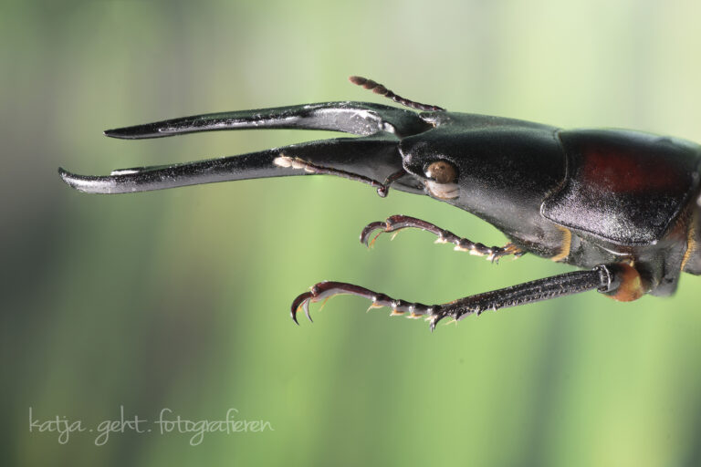 Makrofotografie - ein Hirschkäfer in der Seitenansicht.