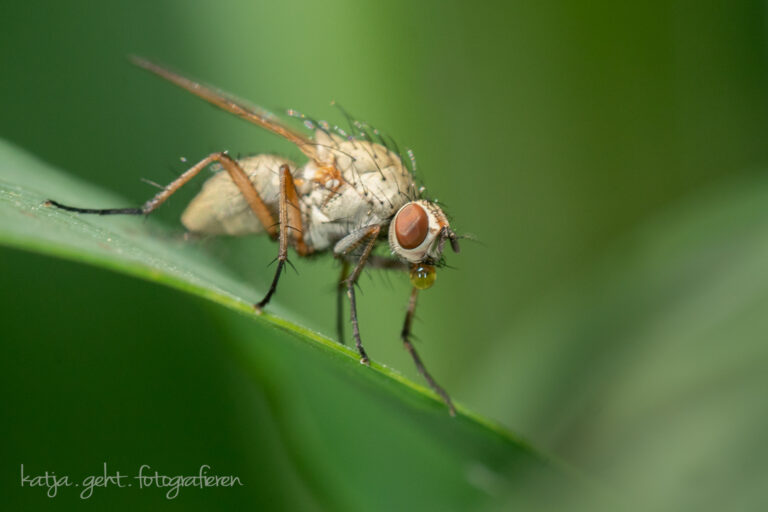 Makrofotografie - Eine Fliege mit einem Verdauungstropfen auf grünem Blatt.