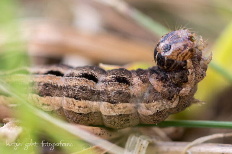 Makrofotografie Raupe in Kältestarre