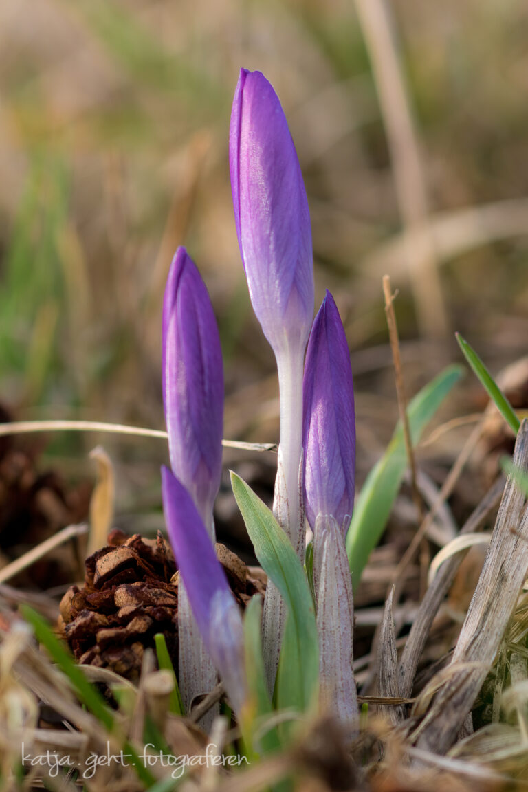 Naturfotografie - die ersten Krokusse in diesem Frühling (2017)