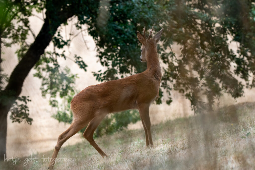 Wildlifefotografie - ein Rehbock steht hinter Gräser und schaut in die andere Richtung, im Hintergrund sieht man ein abgeerntetes Feld, es ist Blattzeit.