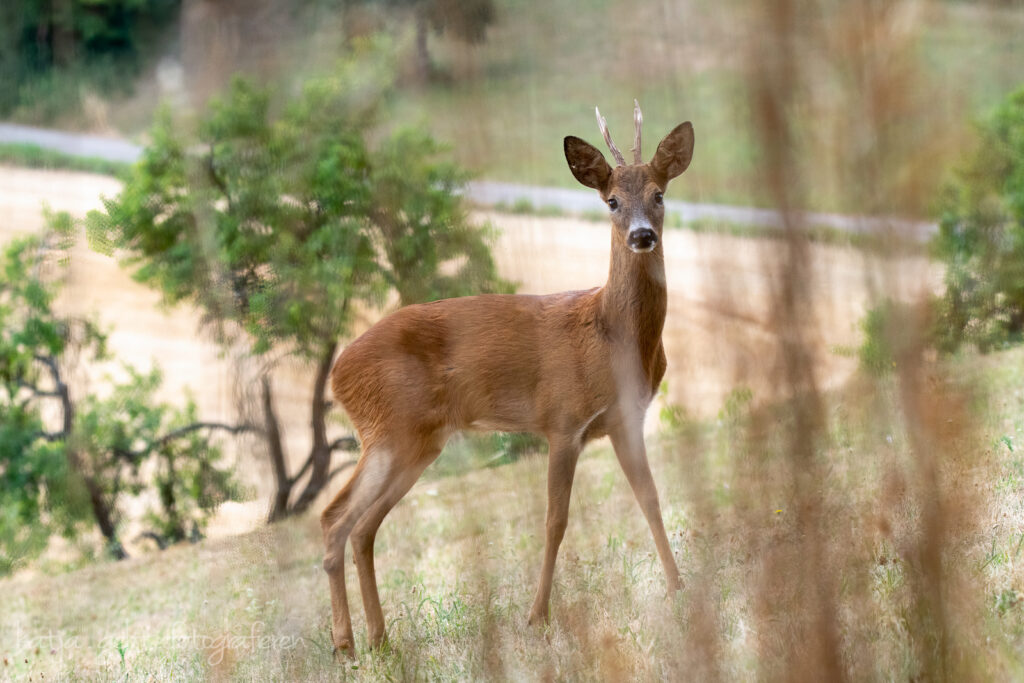 Wildlifefotografie - ein Rehbock steht seitlich mit dem Kopf in meine Richtung, man sieht die wunderschöne Maske, die Ohren sind gespitzt.