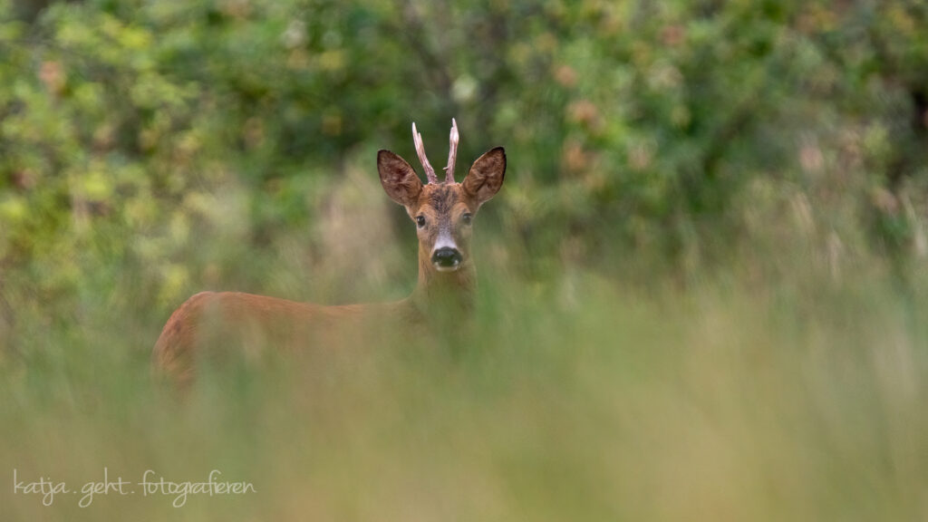 Wildlifefotografie - ein Rehbock schaut genau in meine Richtung man sieht seinen Kopf und den oberen Teil des Rückens.