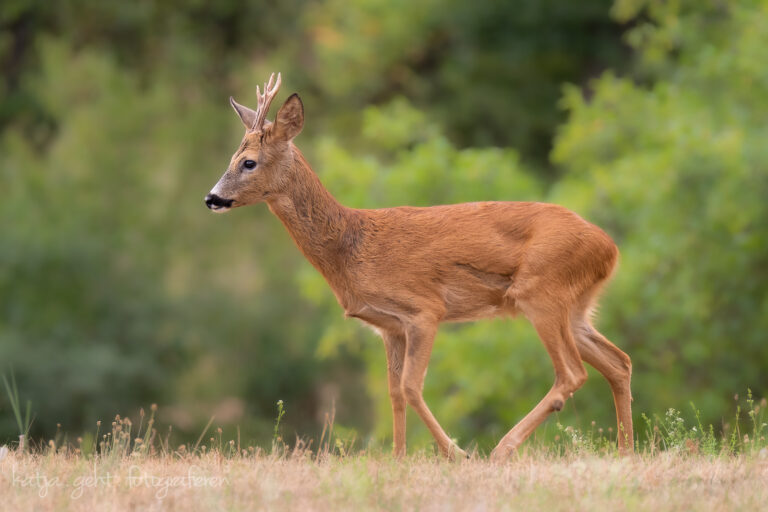 Wildlifefotografie - ein Rehbock läuft von rechts nach Links, er ist formatfüllend auf dem Foto und der Hintergrund ist unscharf.