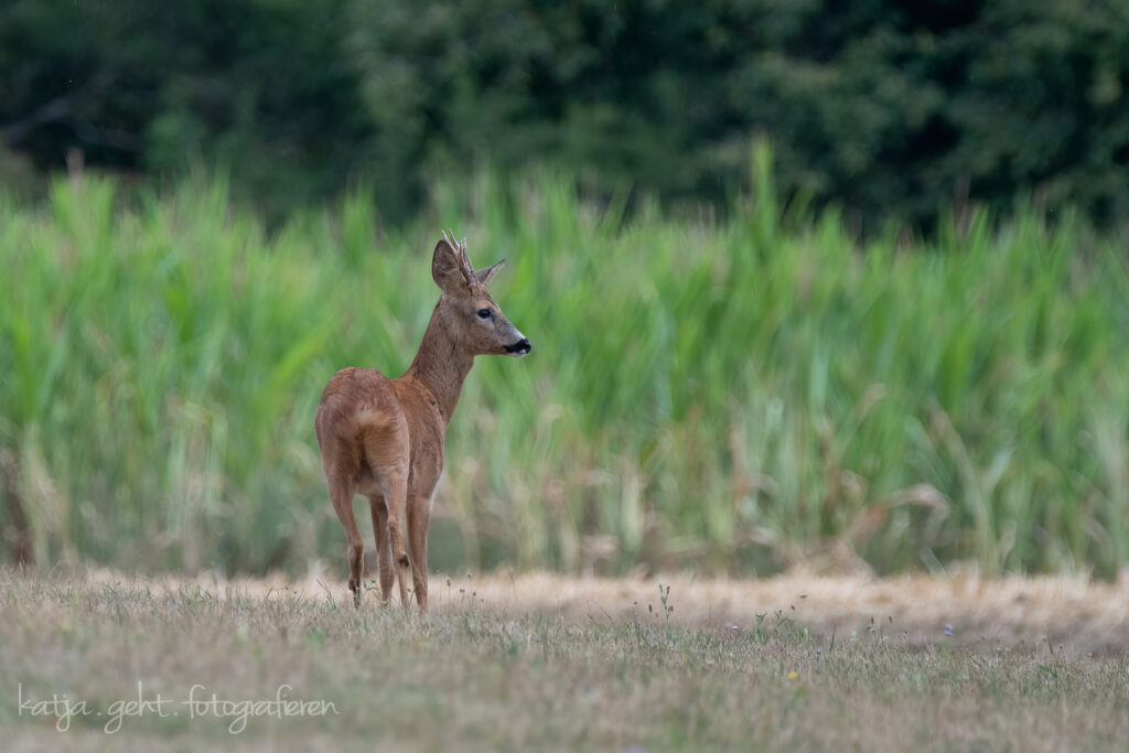 Wildlifefotografie - ein Rehbock steht vor einem Maisfeld mit dem Rücken zu mir und schaut nach rechts.