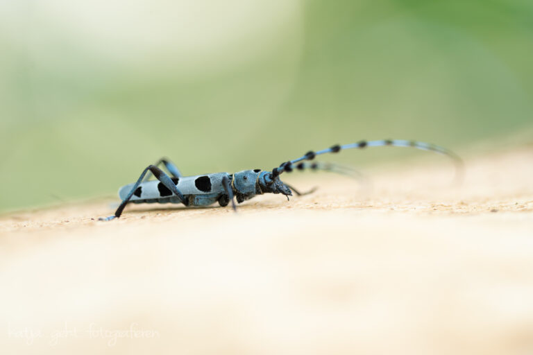 Makrofotografie - ein Alpenbockkäfer der durch seine blaue Farbe und den schwarzen Punkten auffällt sitzt auf einem Stück Buchenholz.