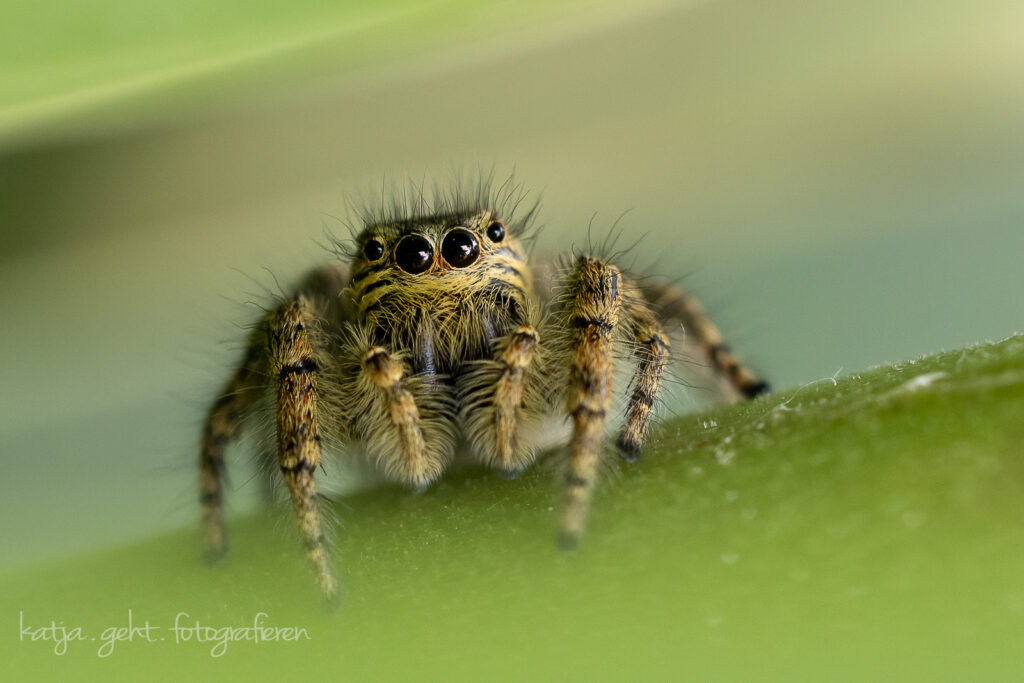 Makrofotografie - eine Springspinne sitzt auf einem Blatt und schaut mit ihren 2 großen Augen in mein Objektiv.