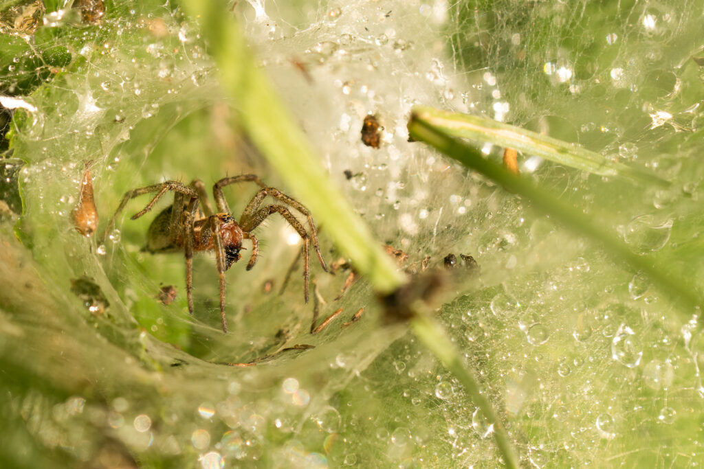 Makrofotografie - man schaut in den Trichter einer Trichterspinne und sieht dort die Spinne sitzen und auf Beute warten.