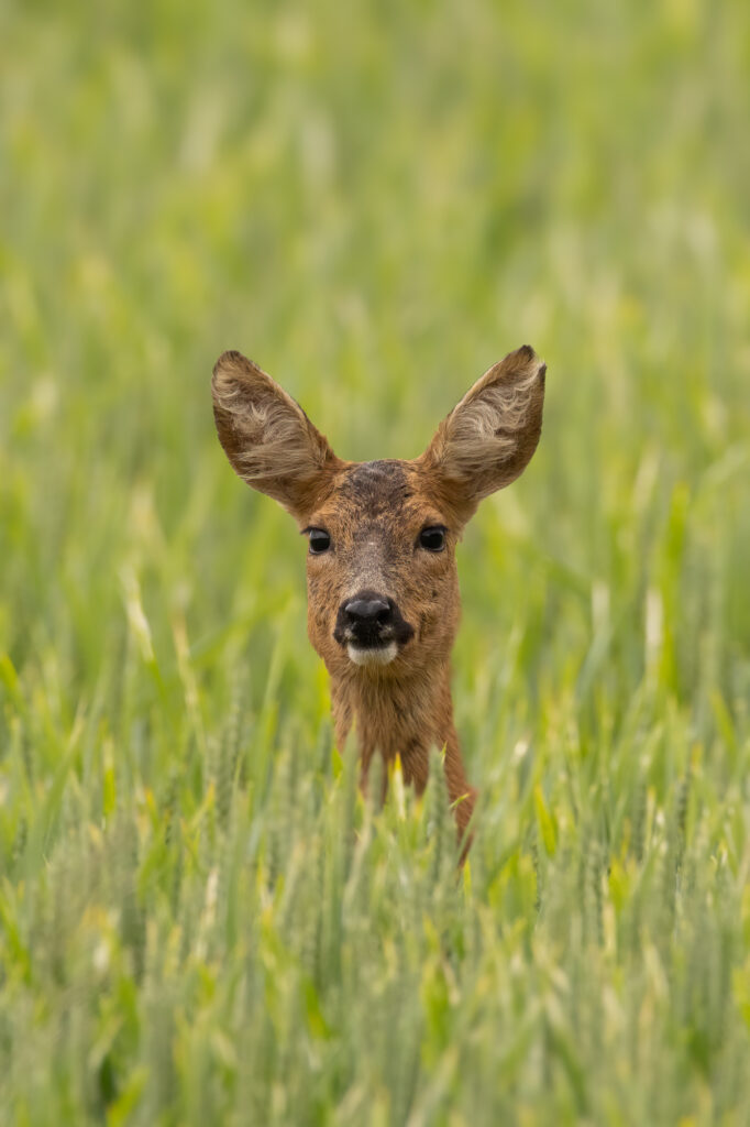 Wildlife - Fotografie - ein Reh schaut aus einem Kornfeld heraus.